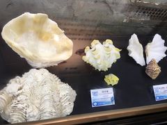 -贝壳梦幻世界