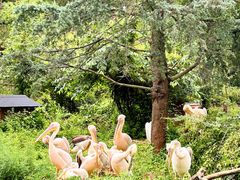 -云南野生动物园