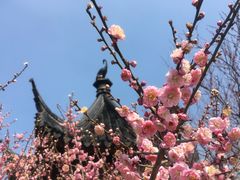 -香雪海
