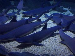 -烟台海昌鲸鲨海洋公园