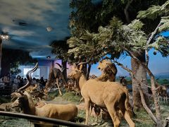 -国家自然博物馆