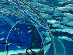 -上海海洋水族馆