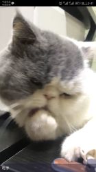 点击看大图 萌萌的猫猫-痒刺青