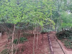 -上海佘山国家森林公园天马山园