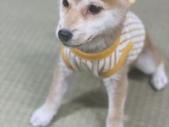 -逗柴咖啡屋·狗咖猫咖宠物桌游