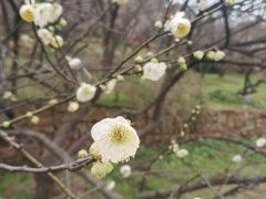 -香雪海