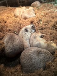 -Zoolung Zoolung动物主题公园(海信广场店)