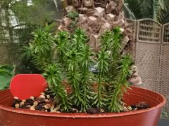 -北京植物园-展览温室