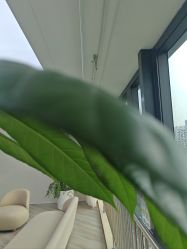 -HEYAN荷妍专业脱毛连锁机构