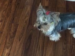 -Oh My Dog宠物沙龙(伊珊娜皮毛护理店)