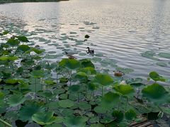 -莲花池公园