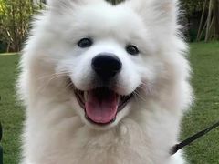 -瑞派宠物医院(搏威敦和院)