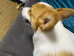 -宠福鑫康馨动物医院·骨科·眼科