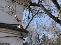 -西苑公园