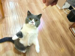 -滚猫咖啡·猫咖·猫友好撸猫(未来城店)