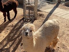 -石家庄市动物园