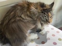 -猫小院猫主题餐厅(南锣旗舰店)