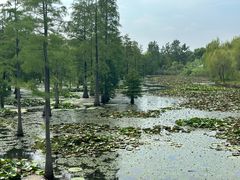 -池杉湖湿地公园