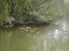 -皇家御河游(紫御湾码头)
