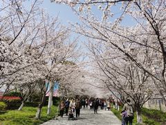 -高东镇樱花园
