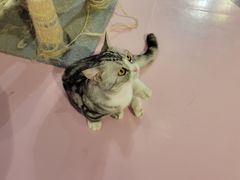 -三花喵·撸猫购宠·宠物生活馆(虹桥南丰城店)