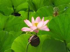 -莲花池公园