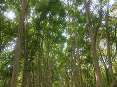 -紫金山山顶公园