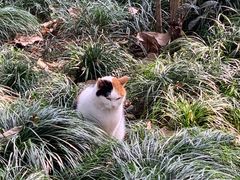 -西园寺