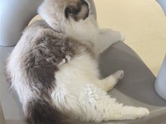 -藏猫猫咖啡主题馆(中央大道店)