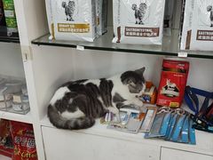 -瑞派动物医院·猫专科·至诚(江南中分院)