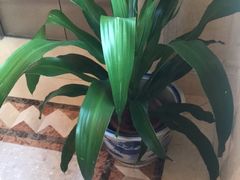 -维也纳国际酒店(深圳新洲店)