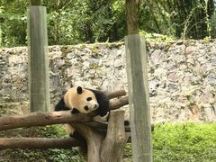 -都江堰中华大熊猫苑