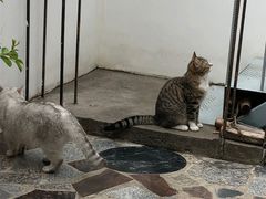 -喵屿·大理花园猫咖