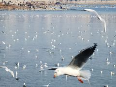 -王记西鎮电烤肉(汶上路店)