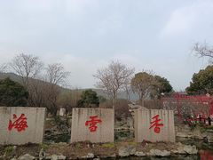 -香雪海