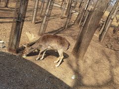 -秦皇岛野生动物园