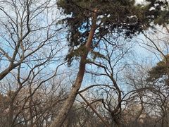 -北陵公园