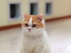 -猫和宫(六道口店)