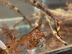 -甄御•海鲜新青岛菜(麦岛店)