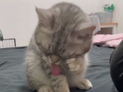-瑞派康怡24h宠物医院·犬猫医疗中心·微创绝育(瑞景分院)