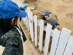 -前小桔亲子创意农场·草莓采摘·露营烧烤