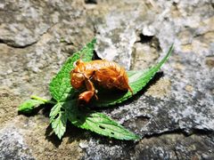 -阳台山自然风景区