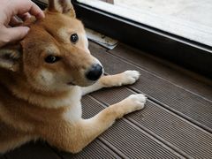 -啡语
