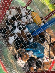 -萌宠亲子动物乐园(槐房万达店)