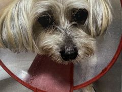 -美联众合动物医院·24h转诊中心