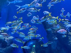 -海合安武汉极地海洋公园