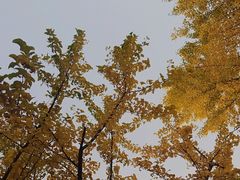 -祥源·阜阳生态乐园