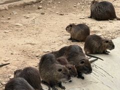 -新疆天山野生动物园