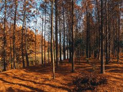 -上海海湾国家森林公园