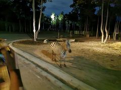 -清迈夜间动物园